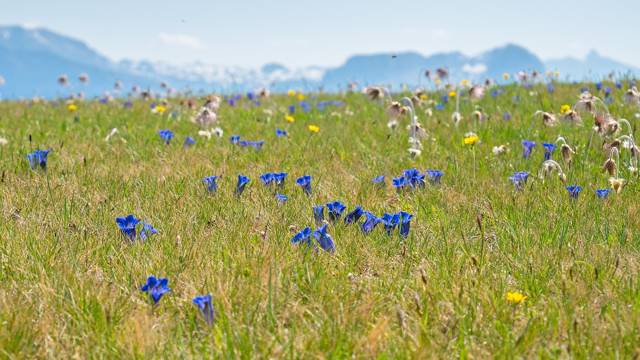 alpine-meadow