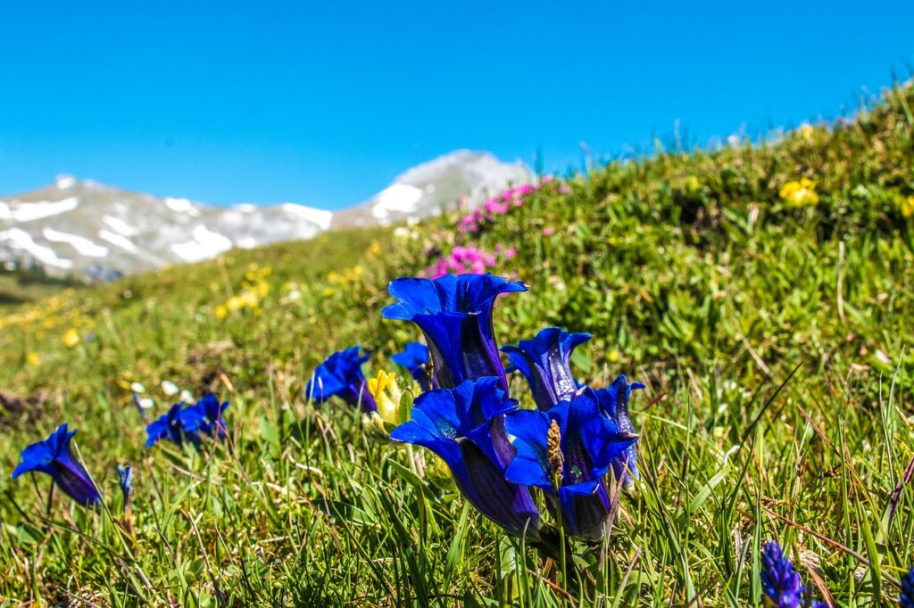 gentian