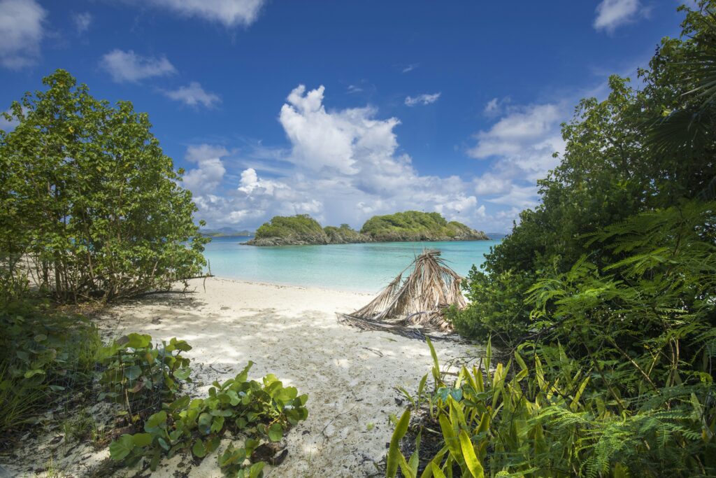green trees on white sand beach during daytime