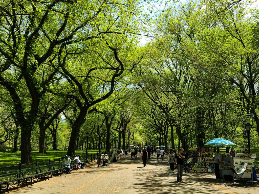 people walking on a path with trees on either side of it people walking on a path with trees on either side of it